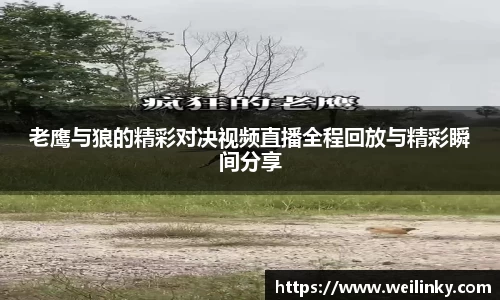 老鹰与狼的精彩对决视频直播全程回放与精彩瞬间分享